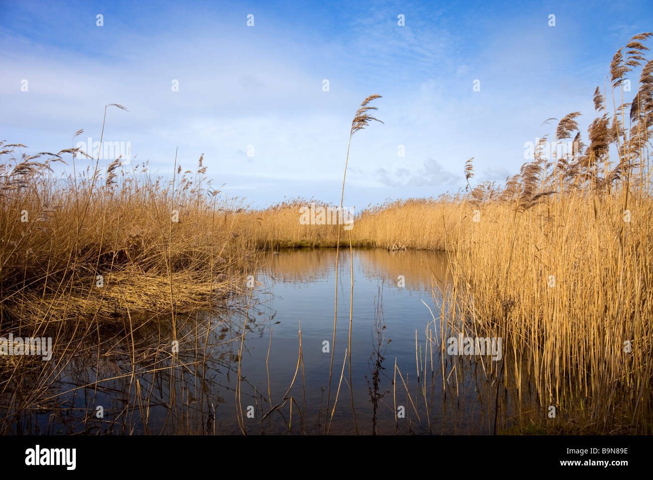 Reedbed High Resolution Stock Photography and Images Alamy