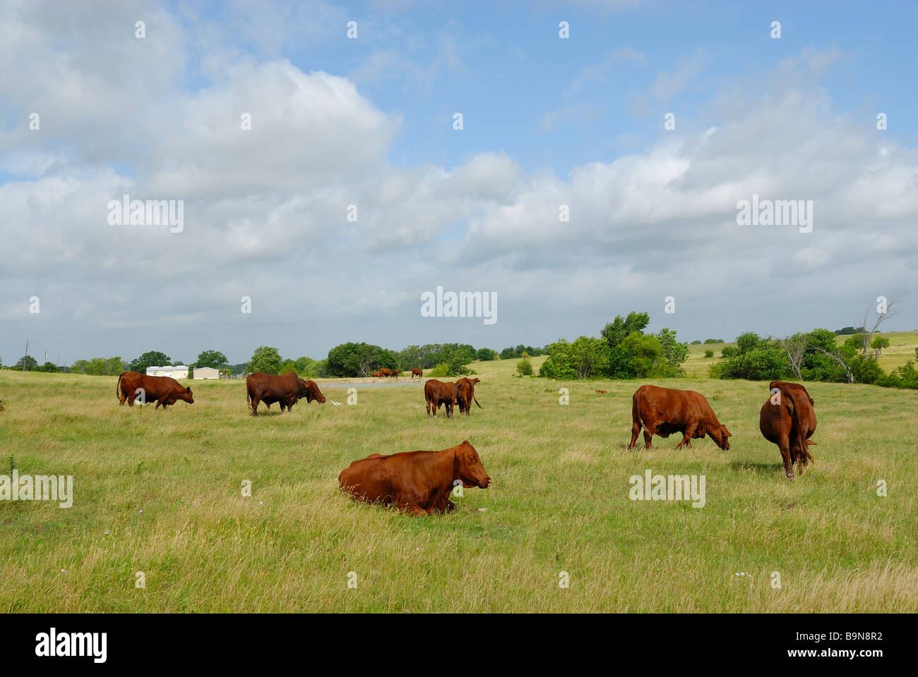 Cattle grazing on grass in an open field with birds, This field is in a rural countryside. Stock Photo