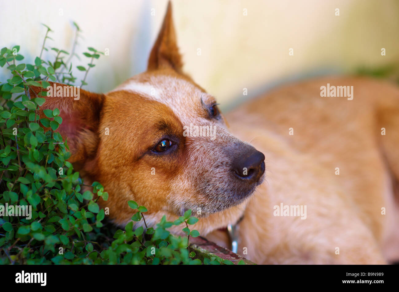 Australian Red Cattle Dog Stock Photo