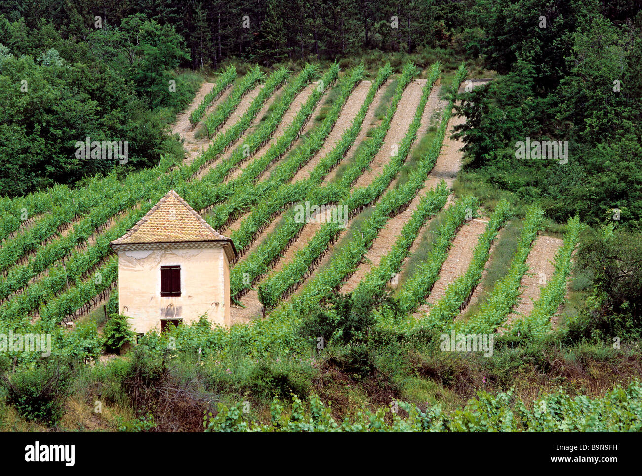 France, Drome, near Chatillon en Diois, vine Stock Photo