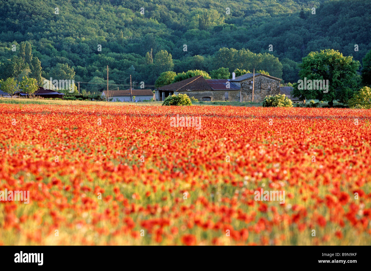 France, Drome, Drome Provencale, landscape near Crest, poppies Stock Photo
