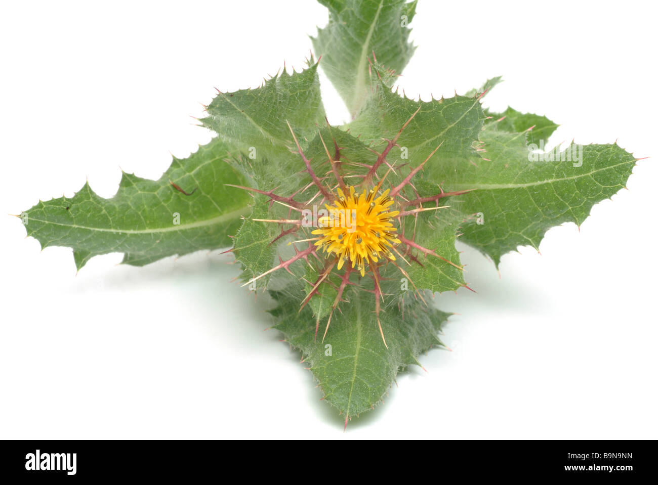 Medicinal plant Blessed Thistle Benediktendistel Benediktenkraut Cnicus benedictue Stock Photo