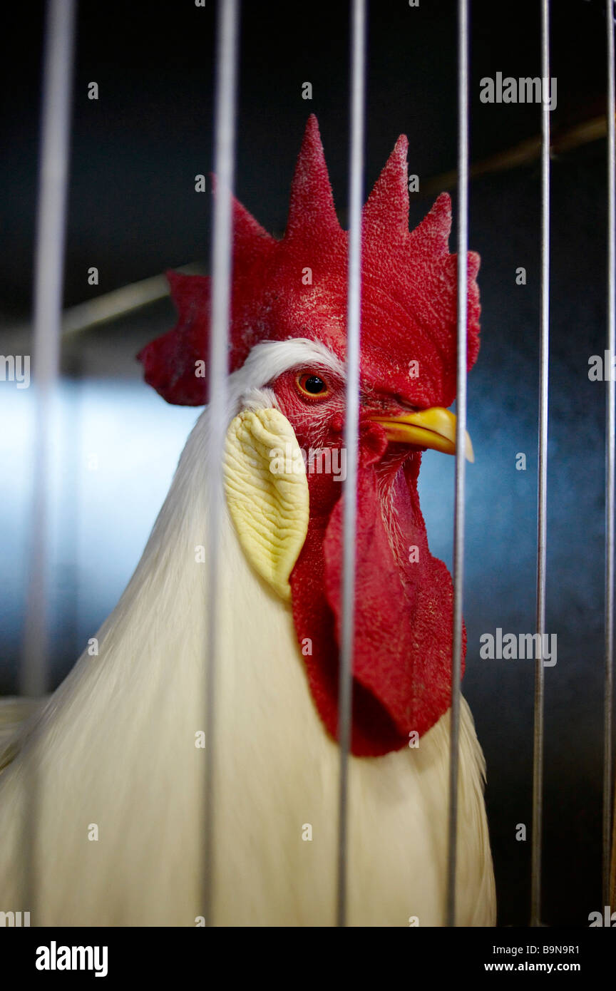 Prize winning rooster in poultry show Stock Photo Alamy