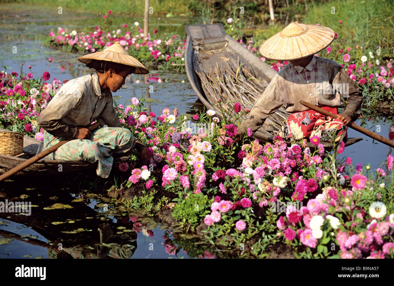 Myanmar (Burma), Shan State, floating gardens on Inle Lake Stock Photo