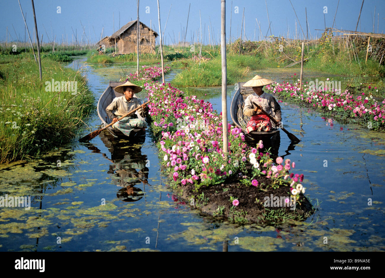 Myanmar (Burma), Shan State, floating gardens on Inle Lake Stock Photo