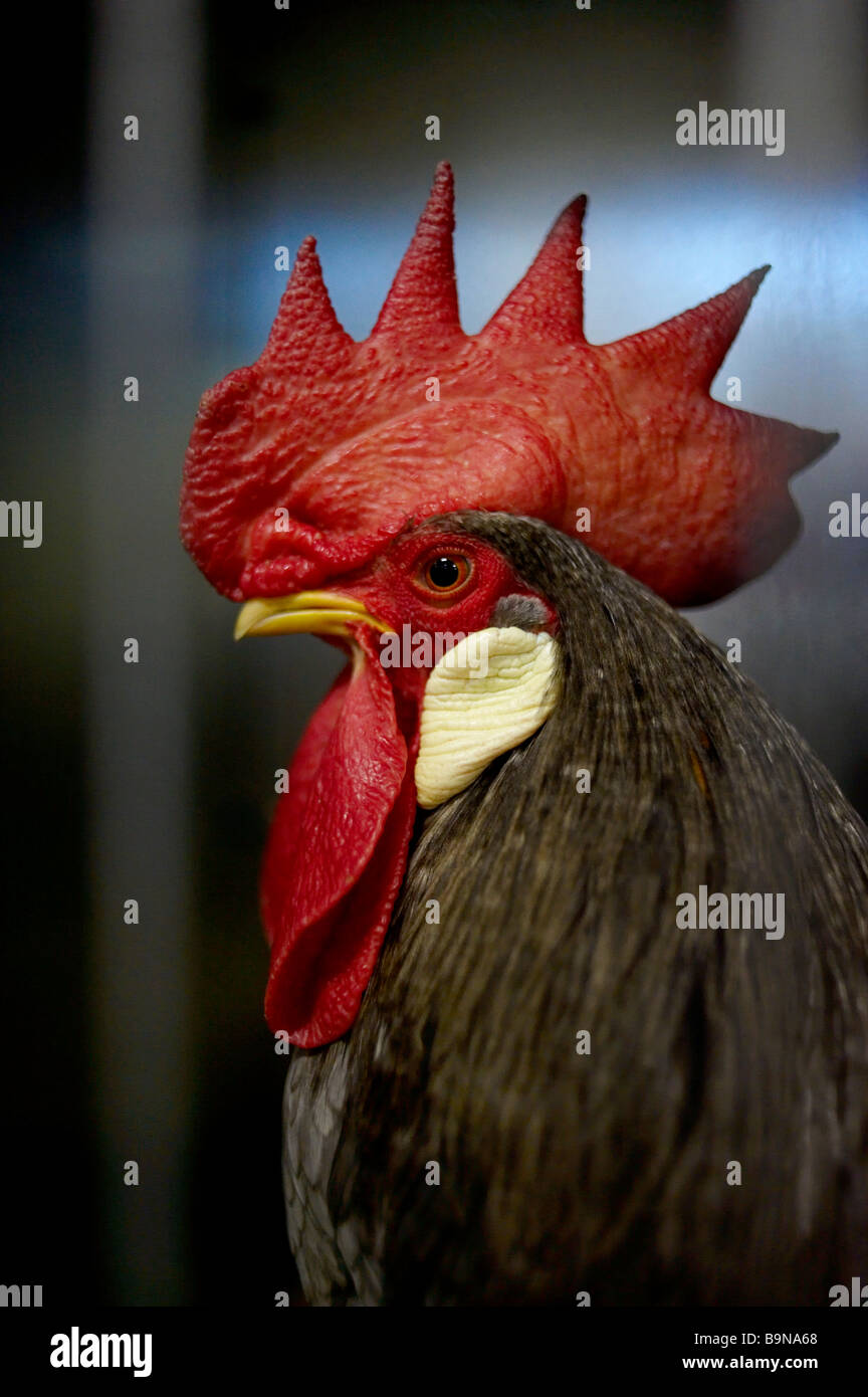 Prize winning rooster in poultry show Stock Photo