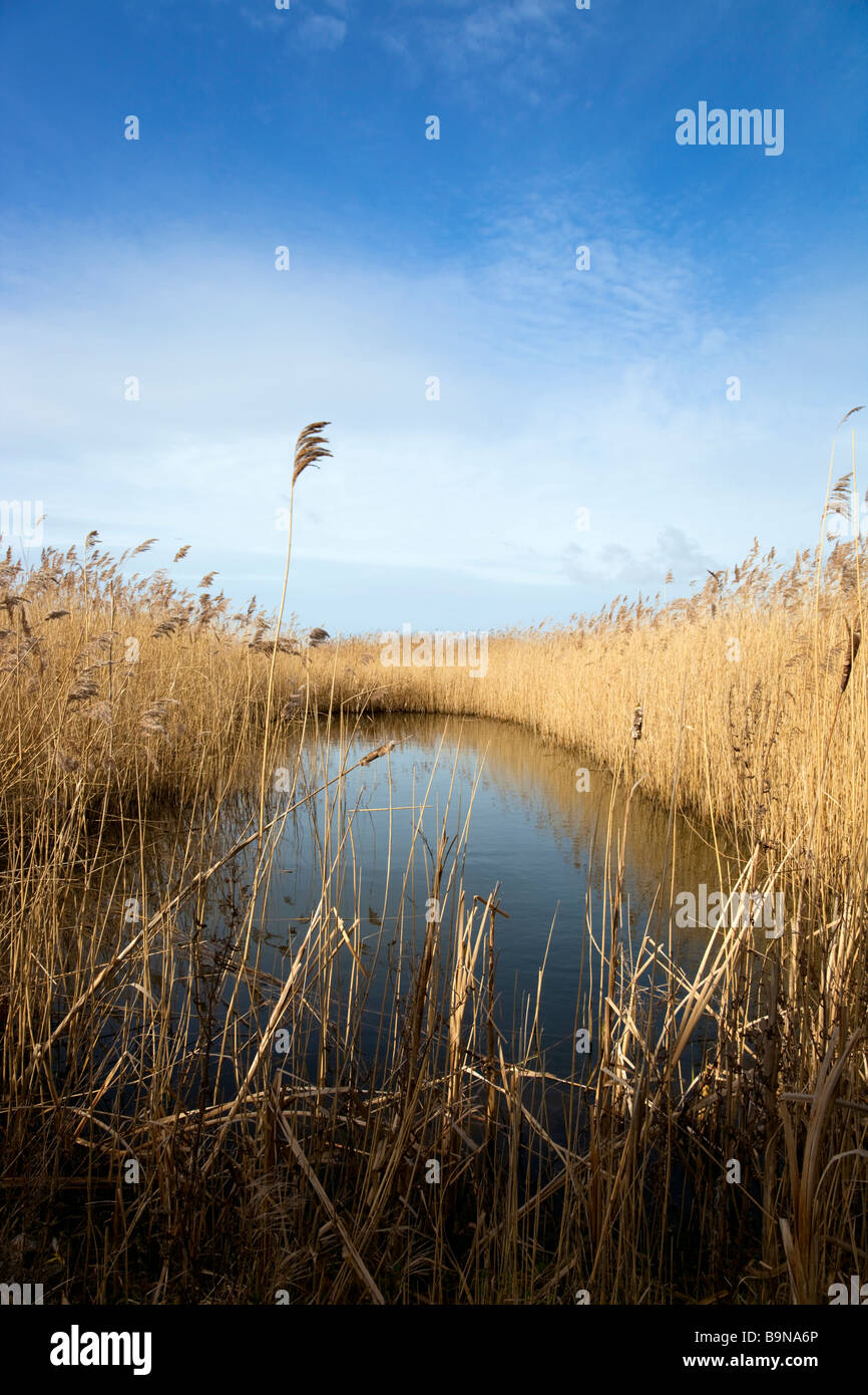 Reeds reed reedbed hires stock photography and images Alamy