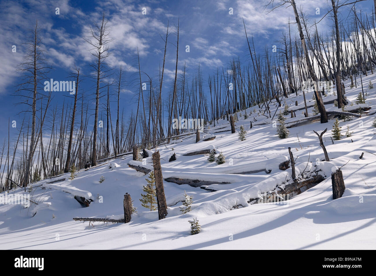 Charred trees from 1988 forest fire near Elk Creek and Tower Roosevelt in winter at Yellowstone Wyoming Stock Photo