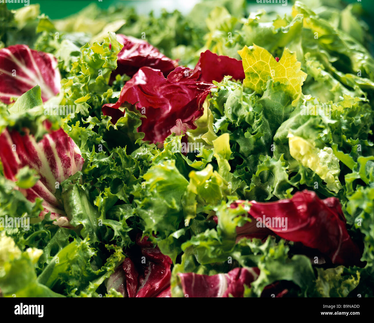 Gem lettuce leaves hires stock photography and images Alamy