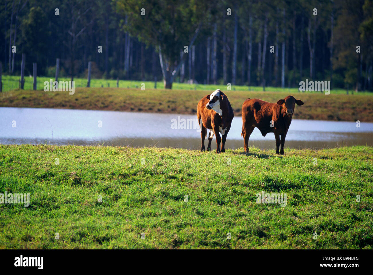 Two cows in paddock Stock Photo