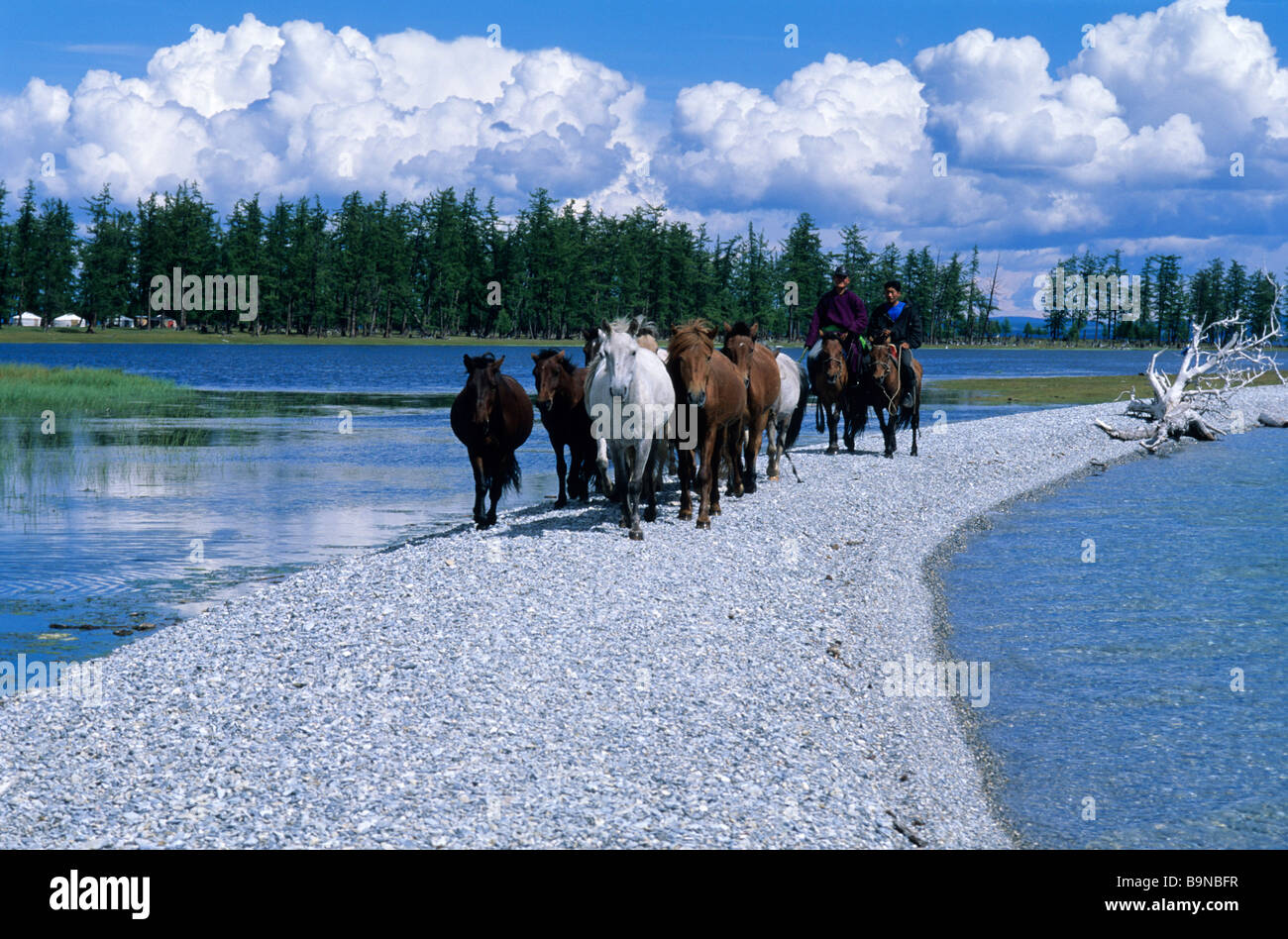 Mongolia, Khovsgol province, Lake Khovsgol National Park, Khovsgol lake  Stock Photo - Alamy