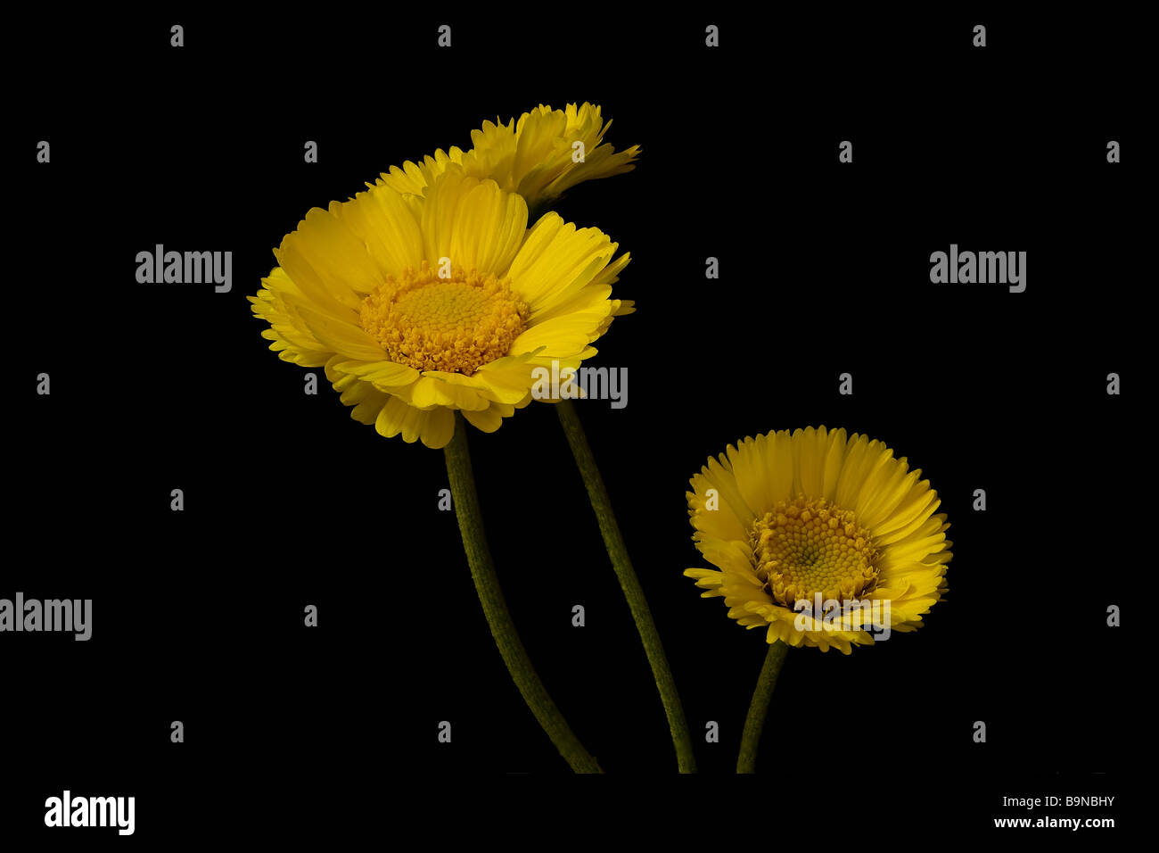 Closeup of three Desert Marigolds Stacked images.  Stock Photography by cayman Stock Photo