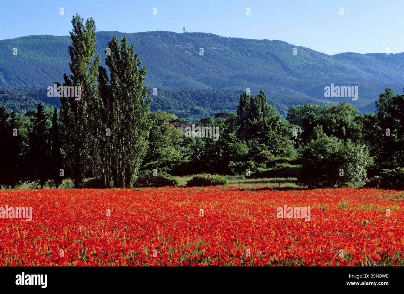 Poppy fields in south france hi-res stock photography and images - Alamy