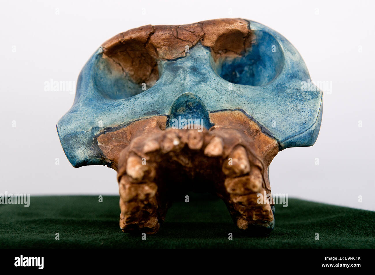 Ethiopia, Addis Ababa, the National Museum, jaw Australopithecus garhi (2.5 million years) Stock Photo