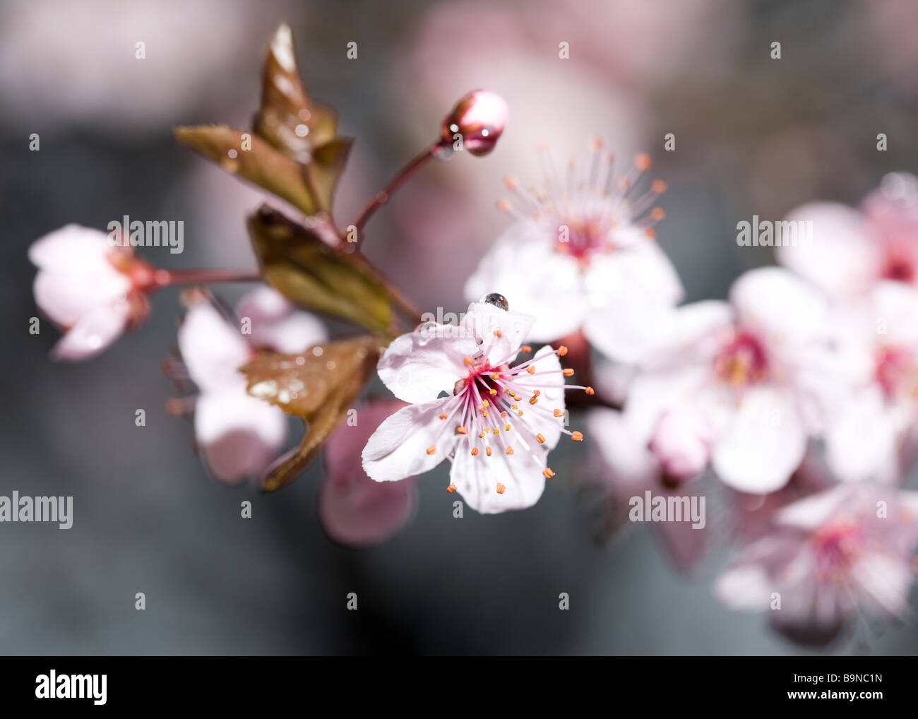 Cherry Plum blossoms (Prunus cerasifera) 'Krauter Vesuvius' Stock Photo