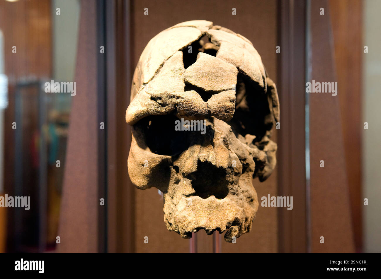 Ethiopia, Addis Ababa, the National Museum, the skull of Homo sapiens Idaltu (160 000 years) Stock Photo