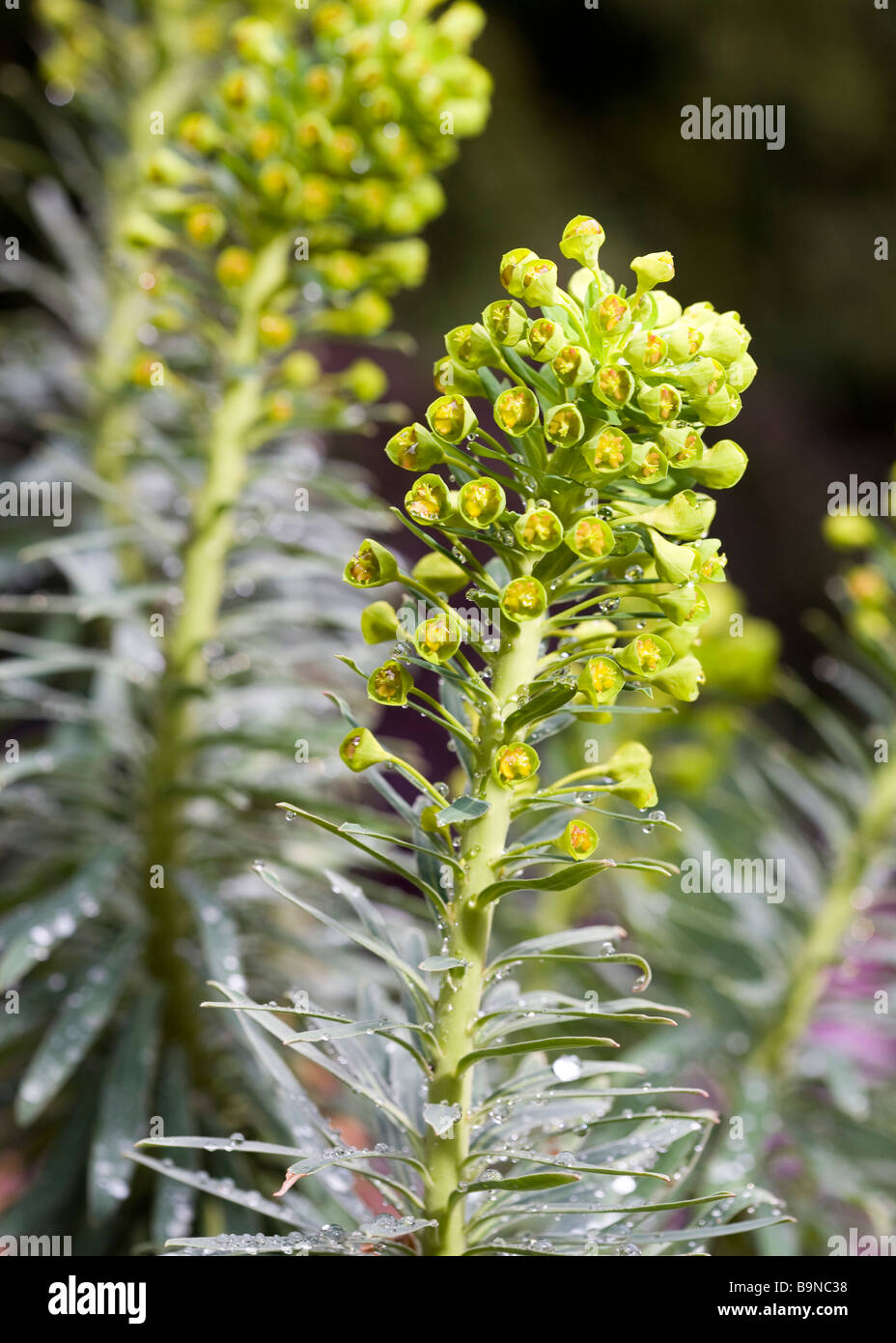 Spurge bud - Euphorbia characias ssp. Wulfenii Stock Photo