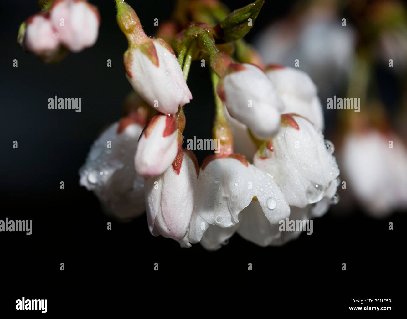 Cherry blossom buds after rain (Somei Yoshino) Stock Photo