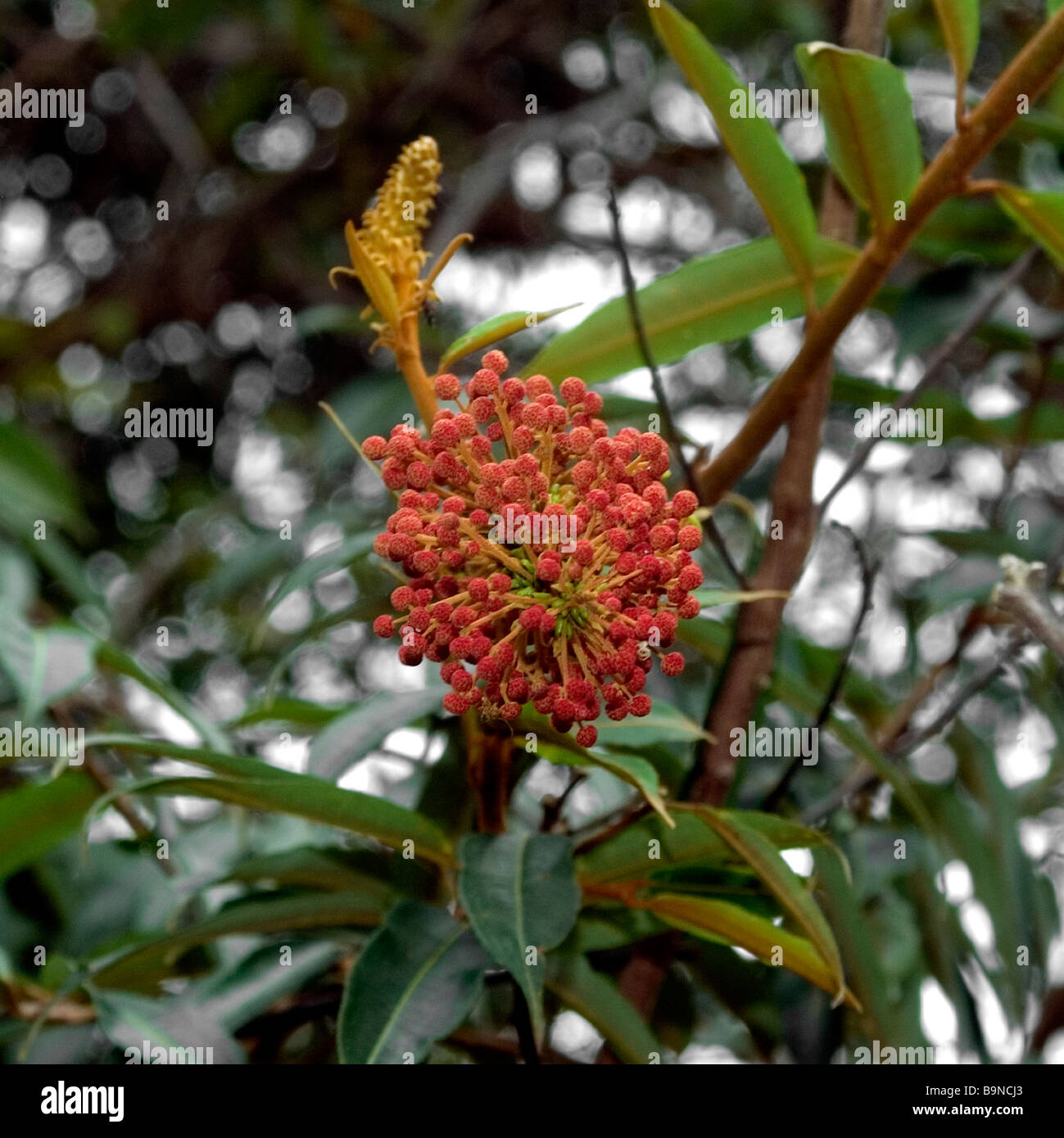 Flower of Mabea fistulifera an Euphorbiaceae tree Feliciano Abdalla Private National Reserve Caratinga Minas Gerais Brazil Stock Photo