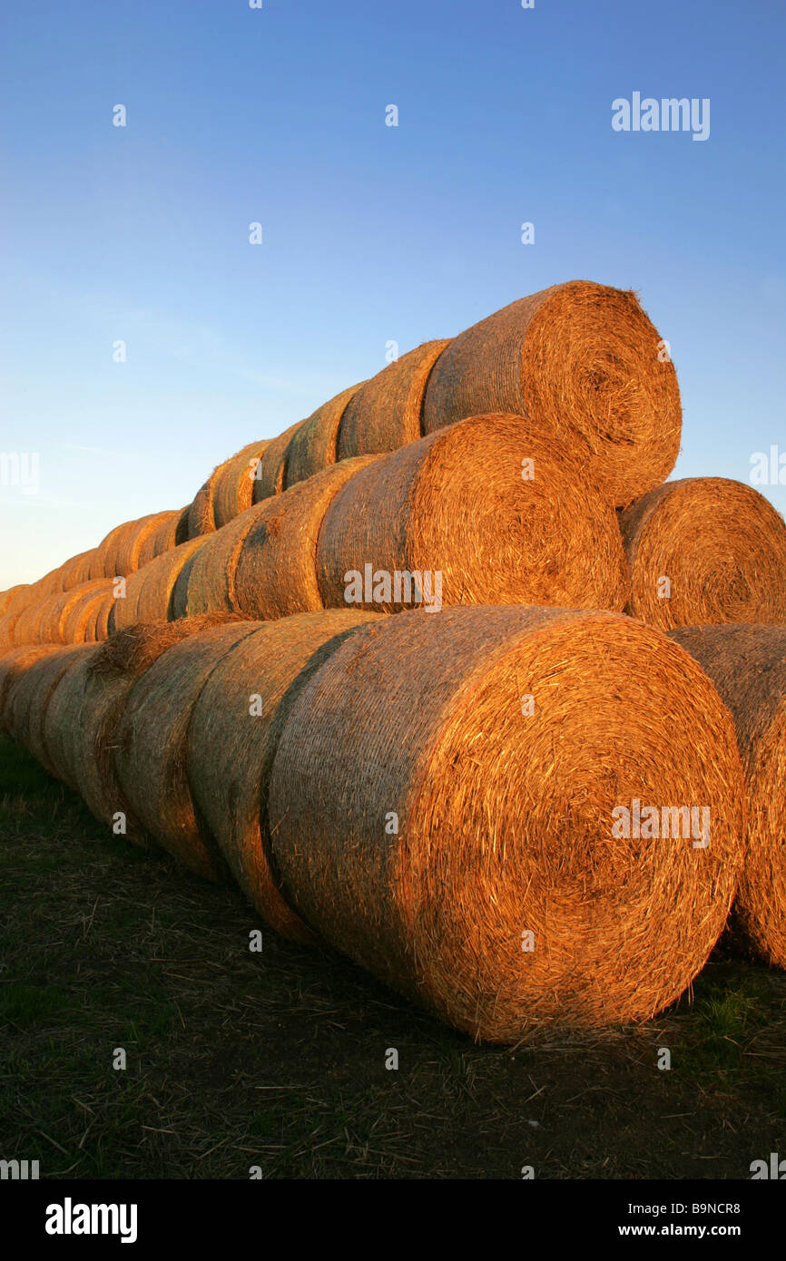 Stack Of Round Wheat Straw Bales Stock Photo Alamy