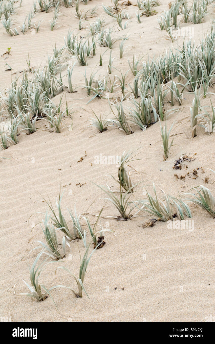 Sand dune grass, Western Australia Stock Photo
