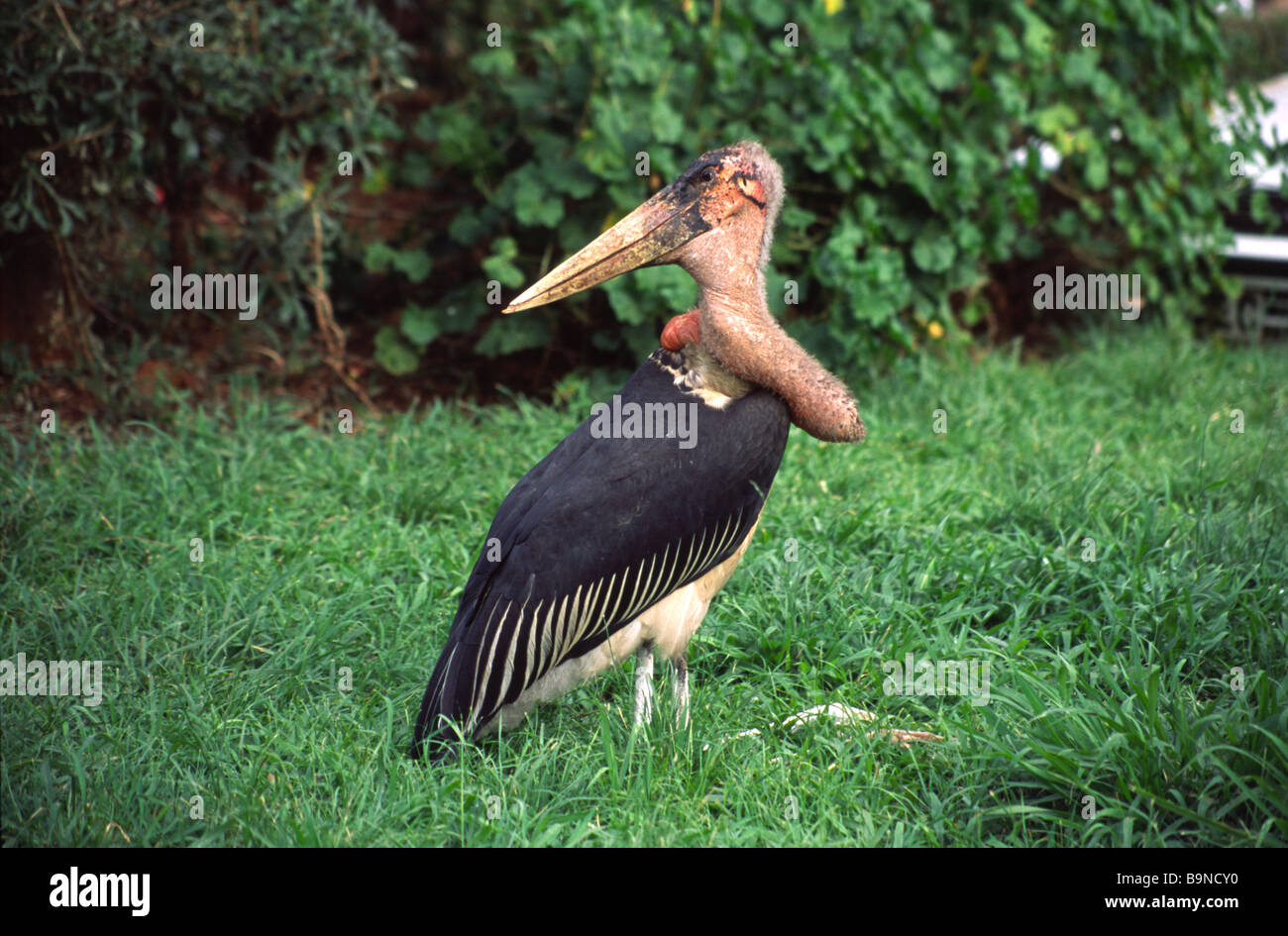 Marabu Stock Photo - Alamy