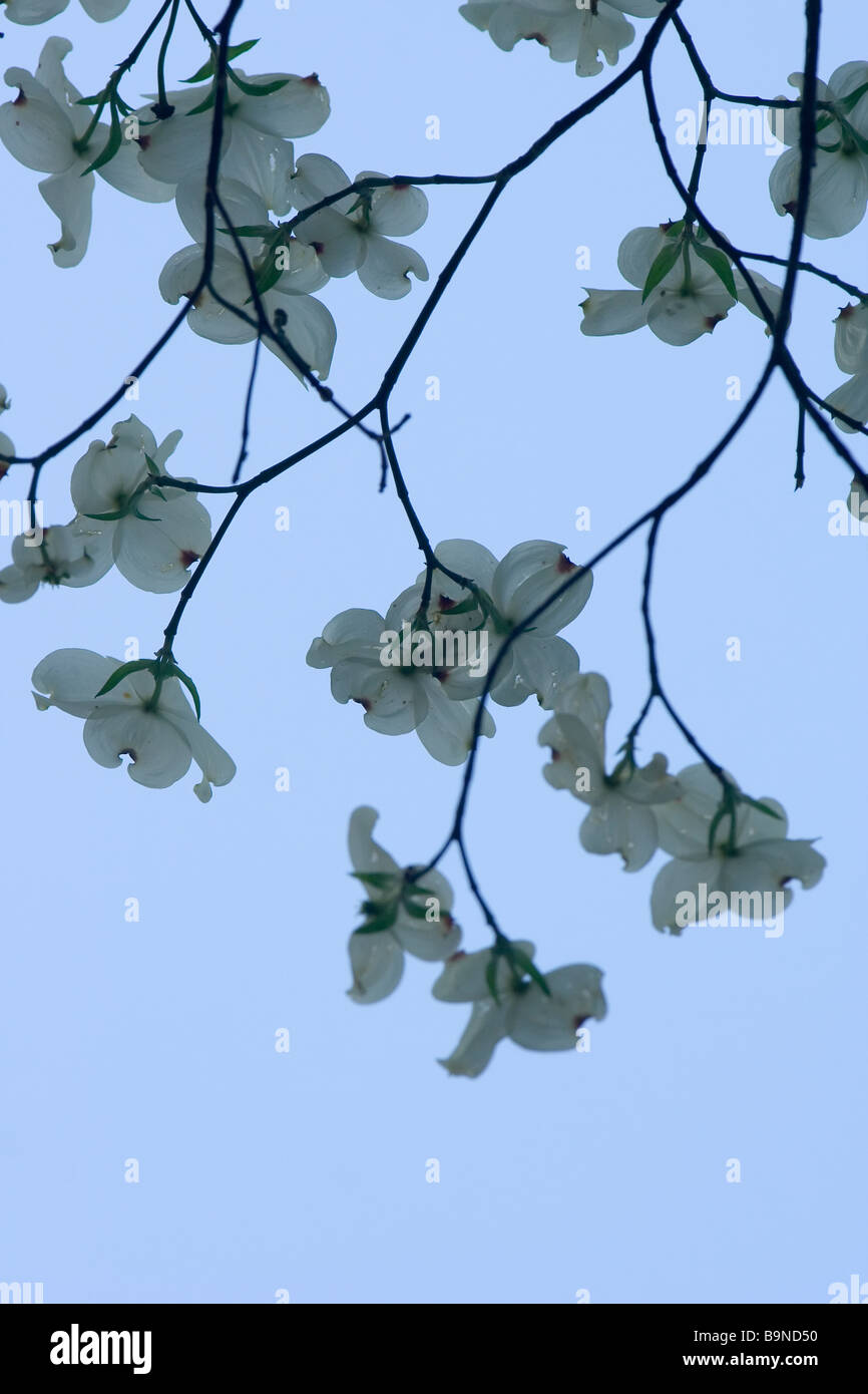 Dogwood flowers hires stock photography and images Alamy