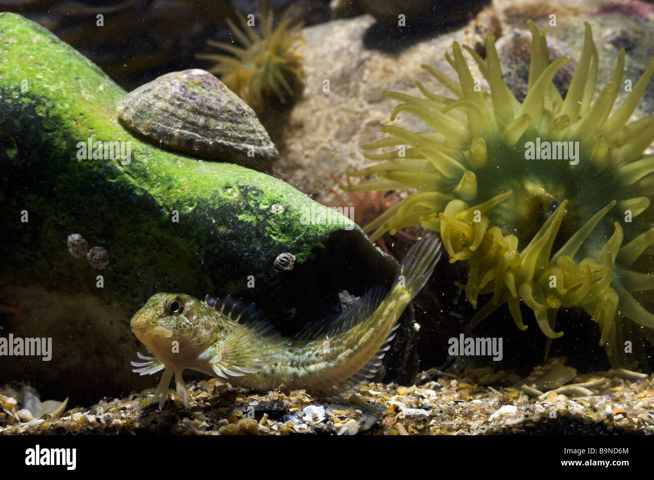 Common Blenny, Shanny, Sea Frog, Rockies or Clunny underwater in rockpool Lipophrys / Blennius pholis Sussex UK Stock Photo