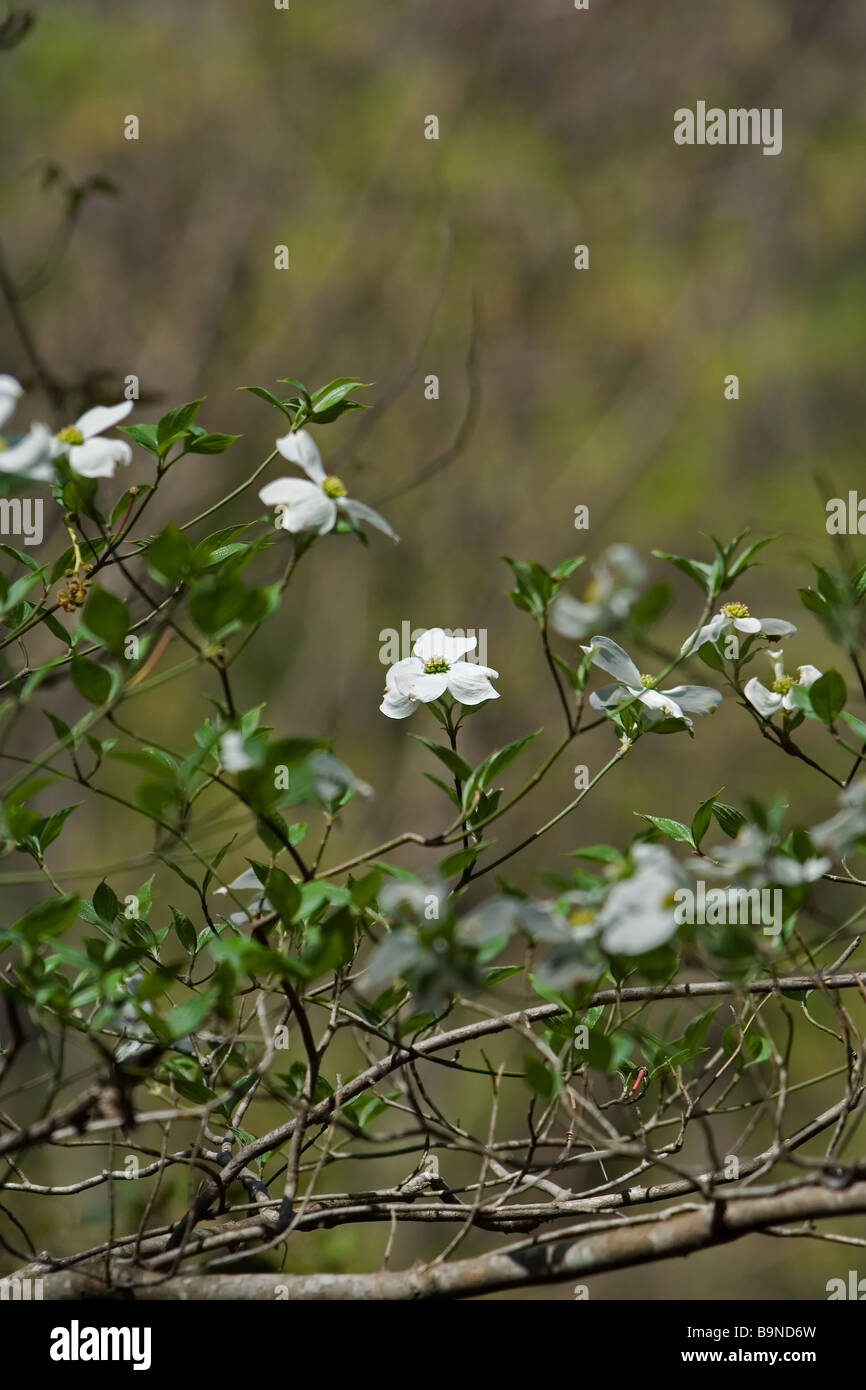 Dogwood flowers hires stock photography and images Alamy
