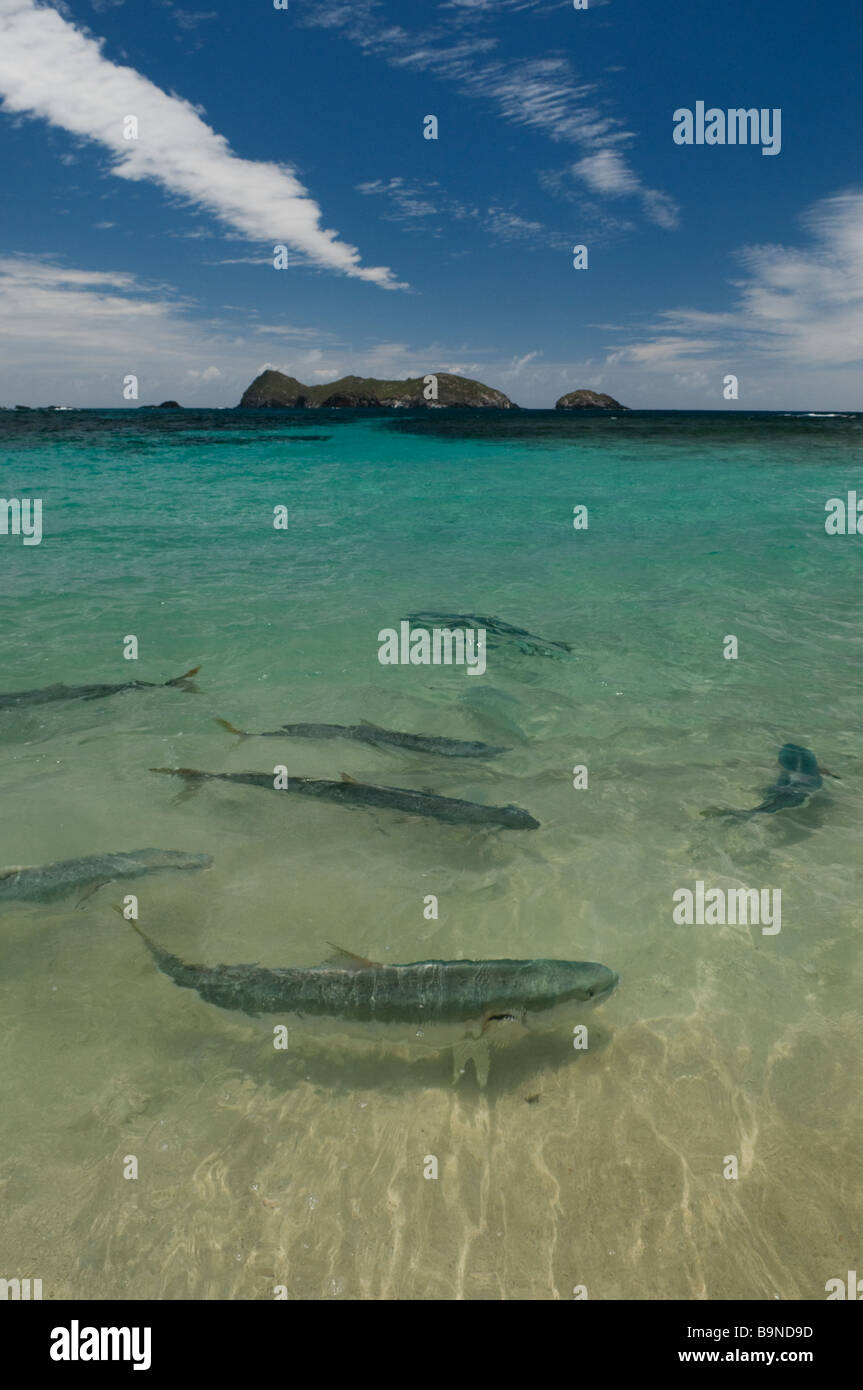 Feeding Kingfish at Ned's Beach Lord Howe Island Australia is a popular