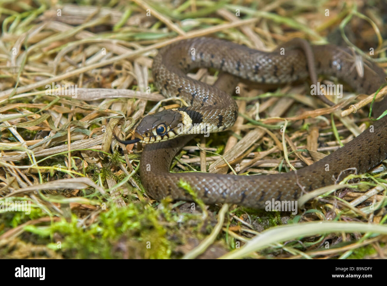 classic snake .uk classic snake .uk