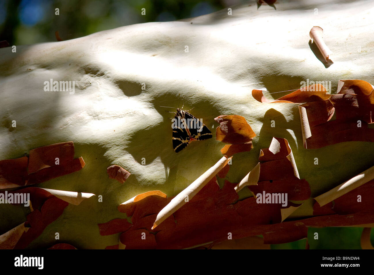 endemic butterfly at rhodes Stock Photo Alamy