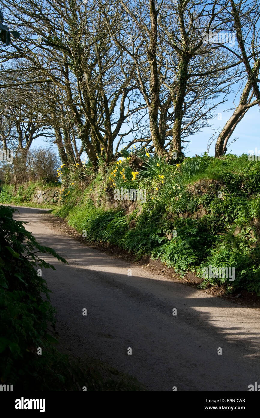 A country lane, Cornwall, UK Stock Photo Alamy