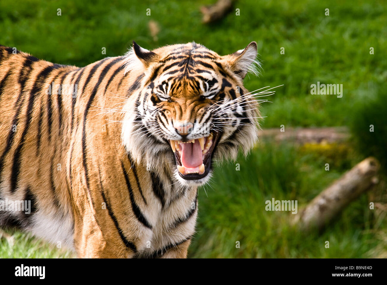 tiger growling and showing teeth Stock Photo