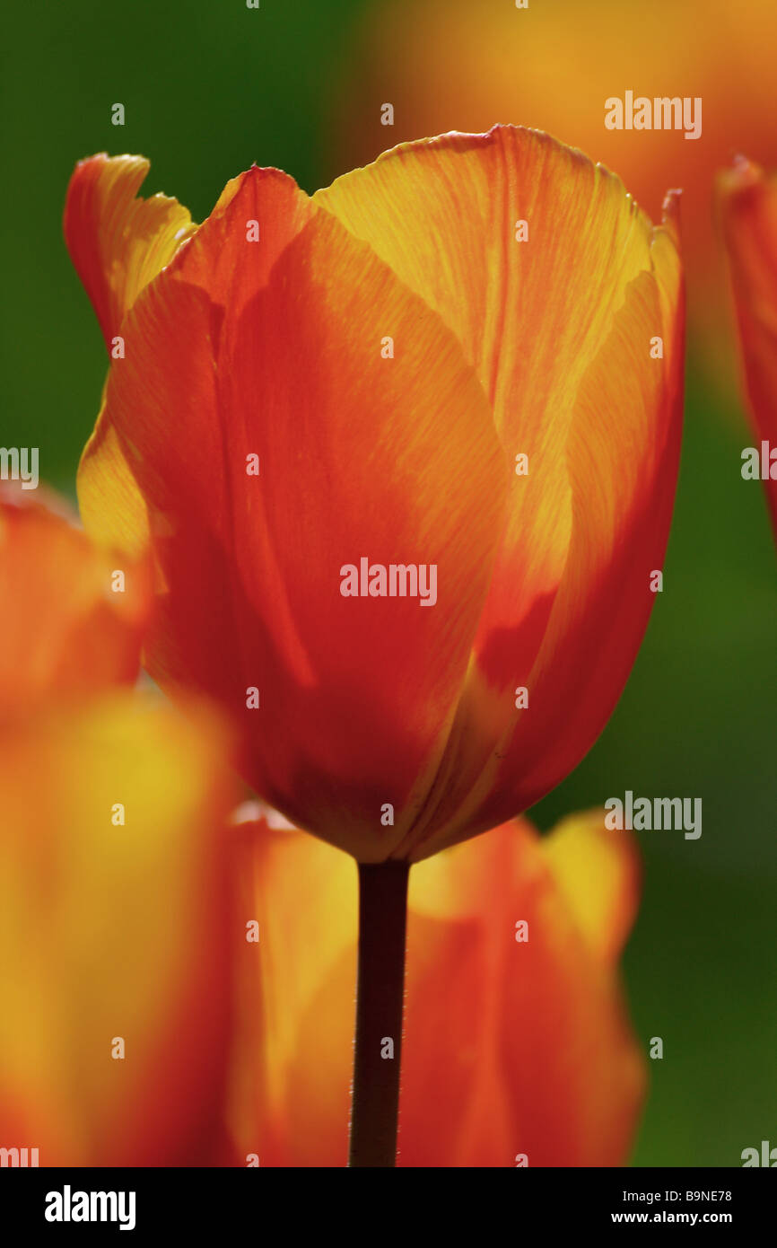 Detailaufnahme aus einem Tulpenbeet Stock Photo