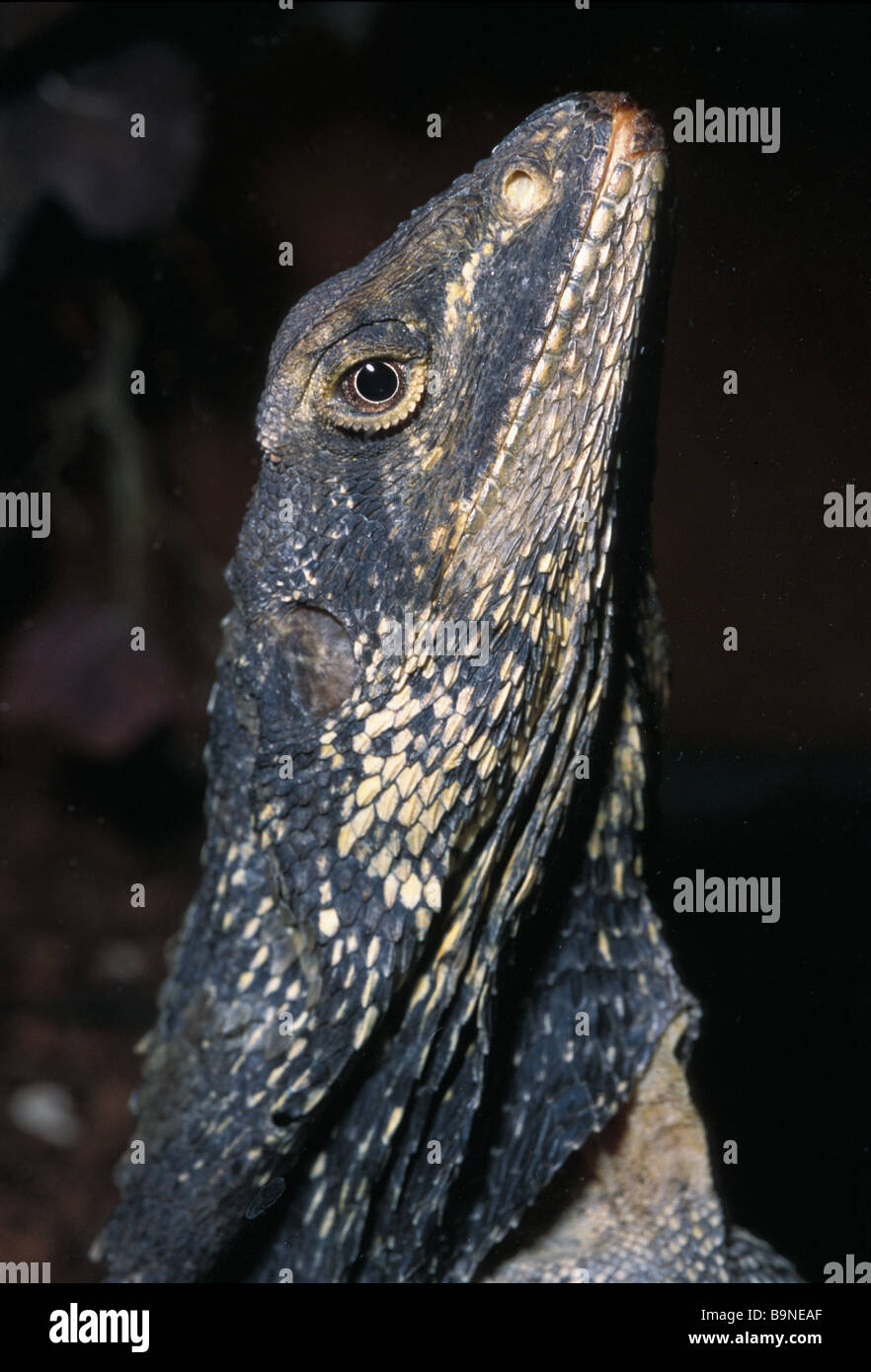 Frill-necked Lizard (Chlamydosaurus kingii), Australia, Agamidae Stock Photo
