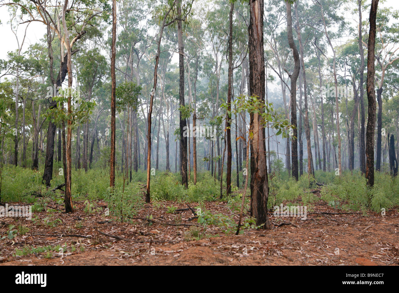 Traditional wood fire in Arnhem Land, Australia Stock Photo