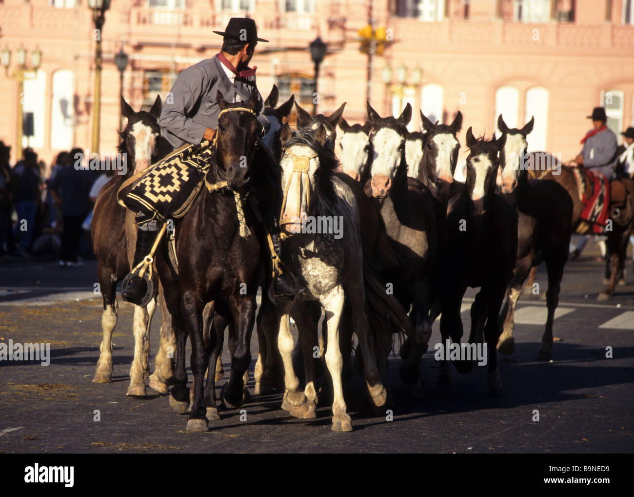 A gaucho herding young horses, Buenos Aires, Argentina. Stock Photo