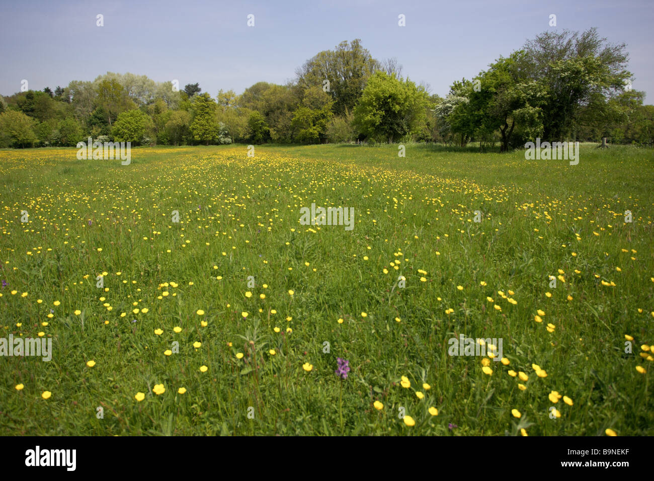 A wild flower meadow in Cambridgeshire, England, UK Stock Photo Alamy