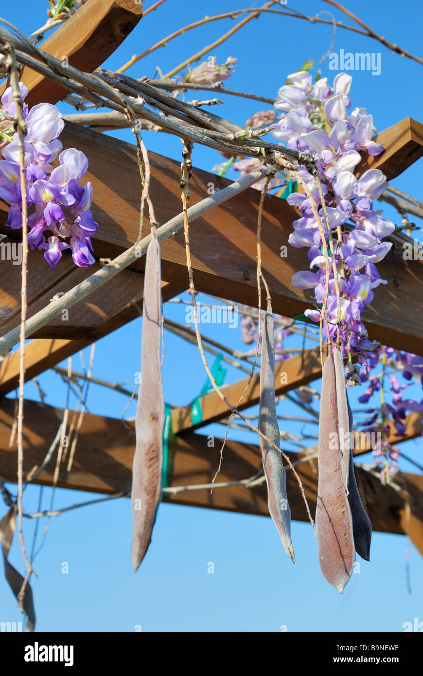 Wisteria seed pods hires stock photography and images Alamy