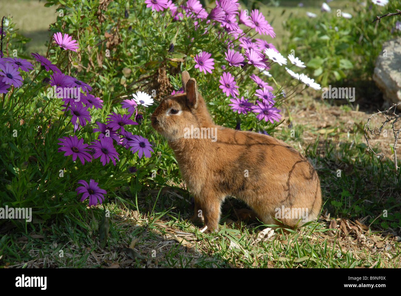 free range pet domestic rabbit in the garden, eating daisies Stock