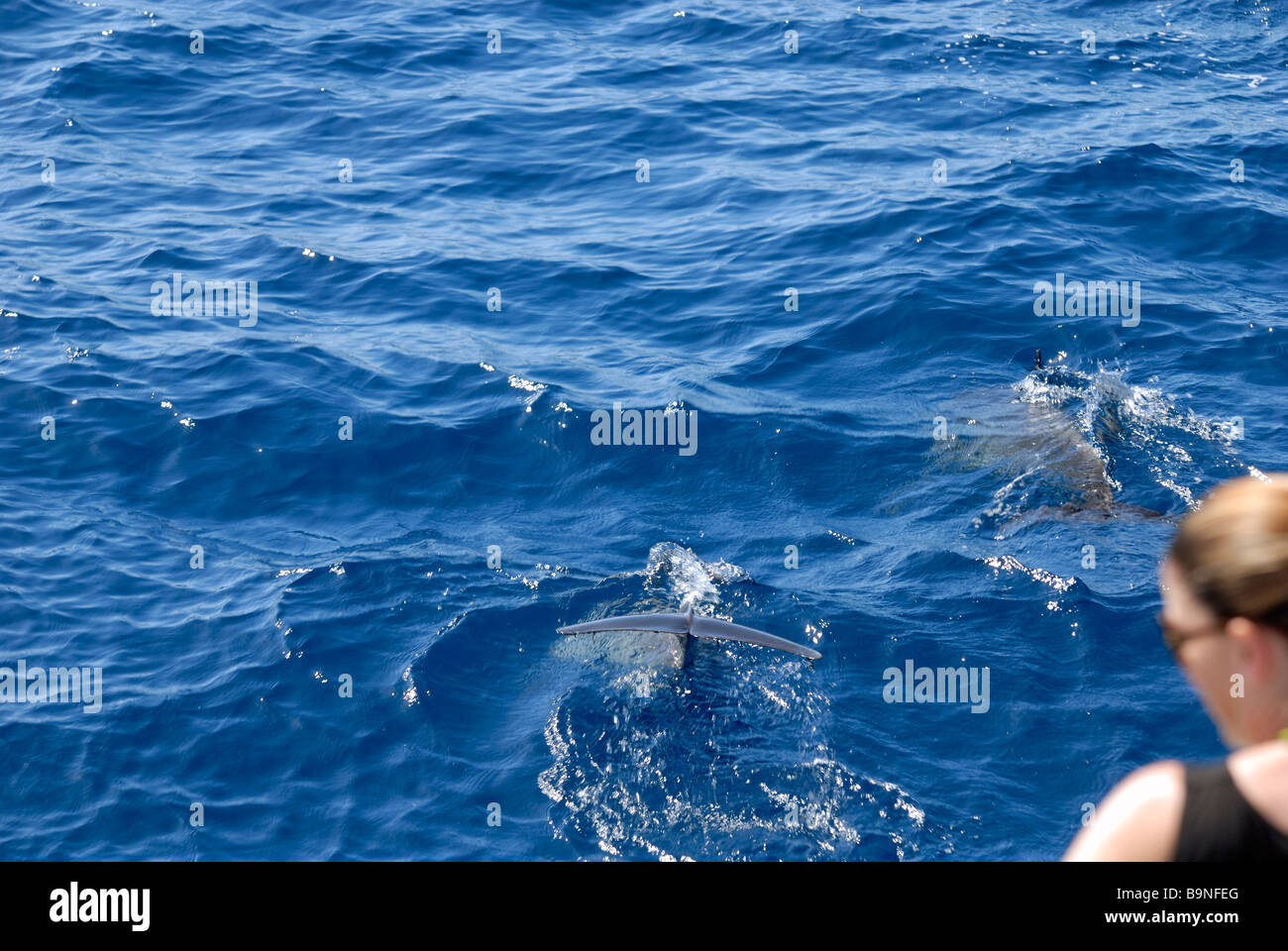The Atlantic Spotted Dolphins, Stenella Frontalis, found on the dolphin search trip. Puerto Rico, Gran Canaria, Canary Islands, Stock Photo