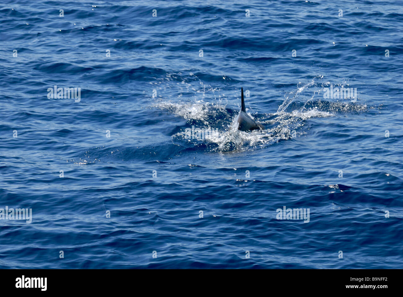 The Atlantic Spotted Dolphin, Stenella Frontalis, found on the dolphin search trip. Puerto Rico, Gran Canaria, Canary Islands, Stock Photo