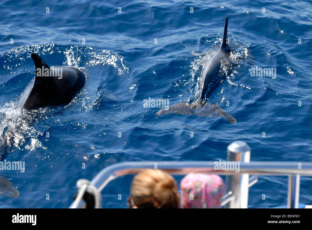 The Atlantic Spotted Dolphins, Stenella Frontalis, found on the dolphin search trip. Puerto Rico, Gran Canaria, Canary Islands, Stock Photo