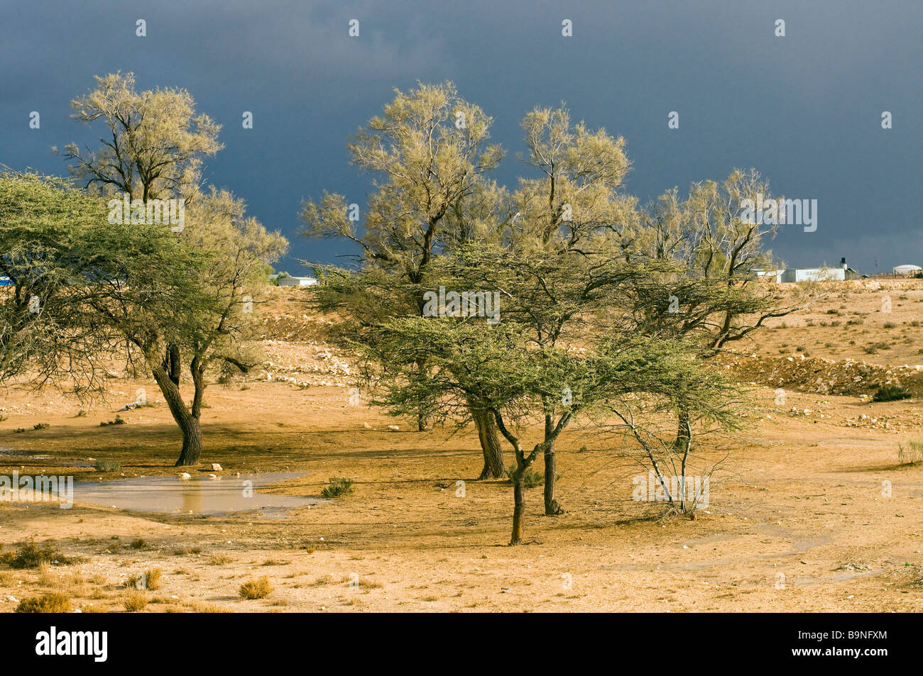 Israel Negev Desert Tamarix tamarisk salt cedar trees Stock Photo