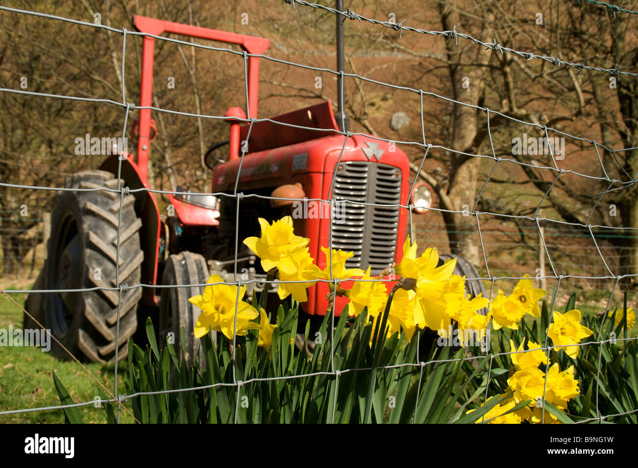 Daffodils in-front of a tractor Stock Photo