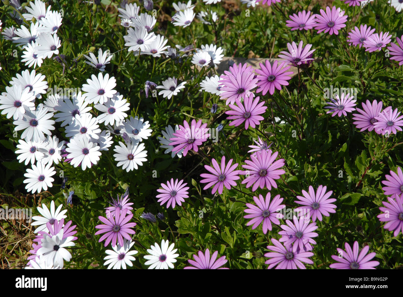 LEMEIZ Press On Nails Mit Blumen-Design – Kurze Square Nägel, 24 Stück, 12 Größen
