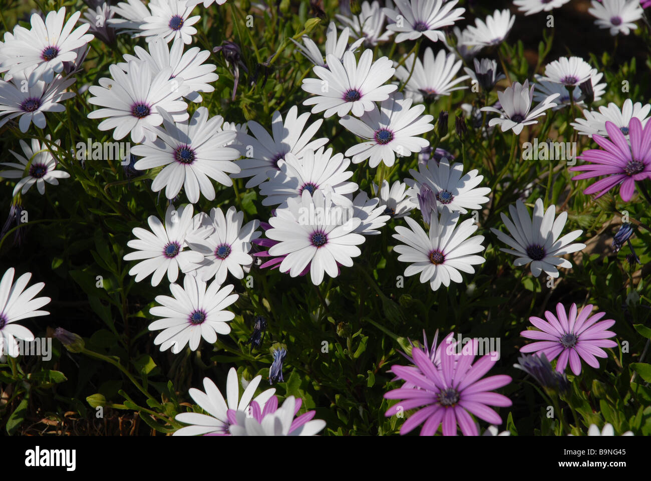 African flower in bush hi-res stock photography and images - Alamy