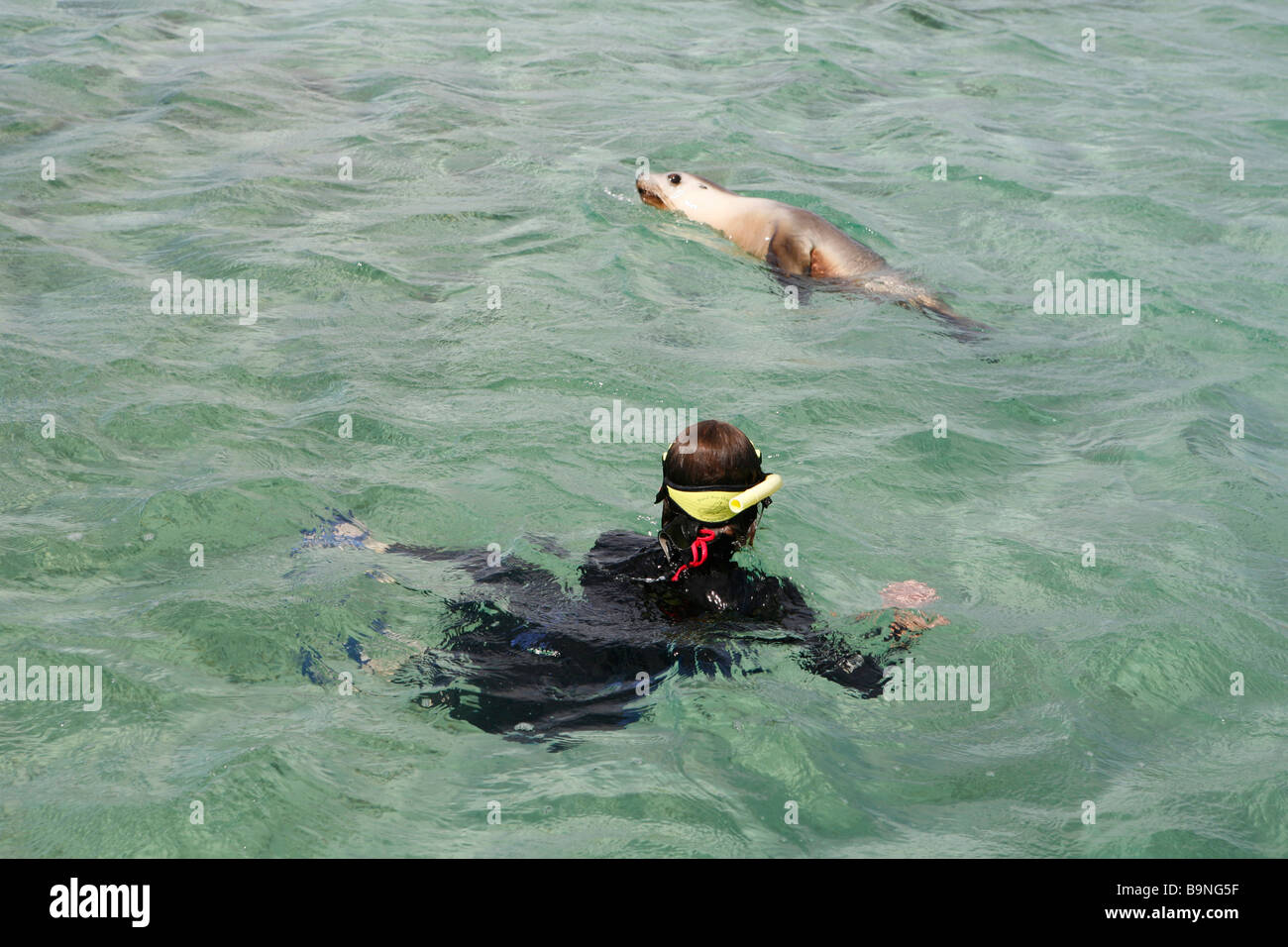 Woman swims with sea lion during Baird Bay Ocean Eco Experience tour: swimming with wild sea lions and dolphins, South Australia Stock Photo