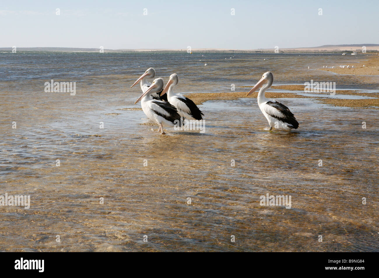 Pelicans at Baird Bay, South Australia. Stock Photo
